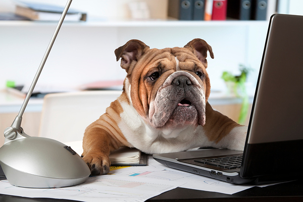 HI-TECH PET PRODUCTS