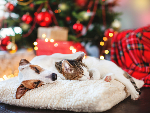 Pet Proofing Your Christmas Tree