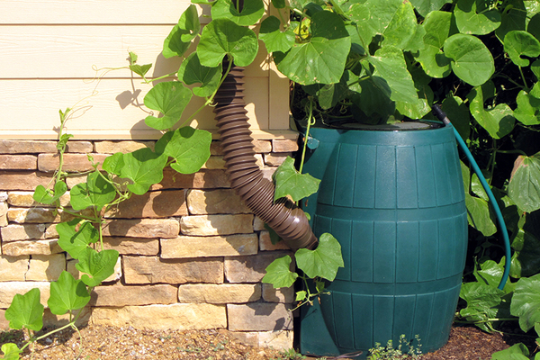 Rain Barrel